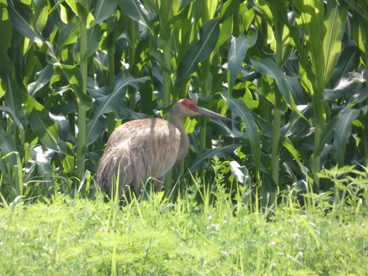 Sandhill Crane - ML623233109