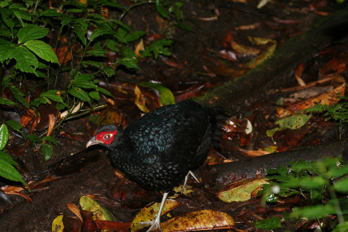 Salvadori's Pheasant - ML623233172