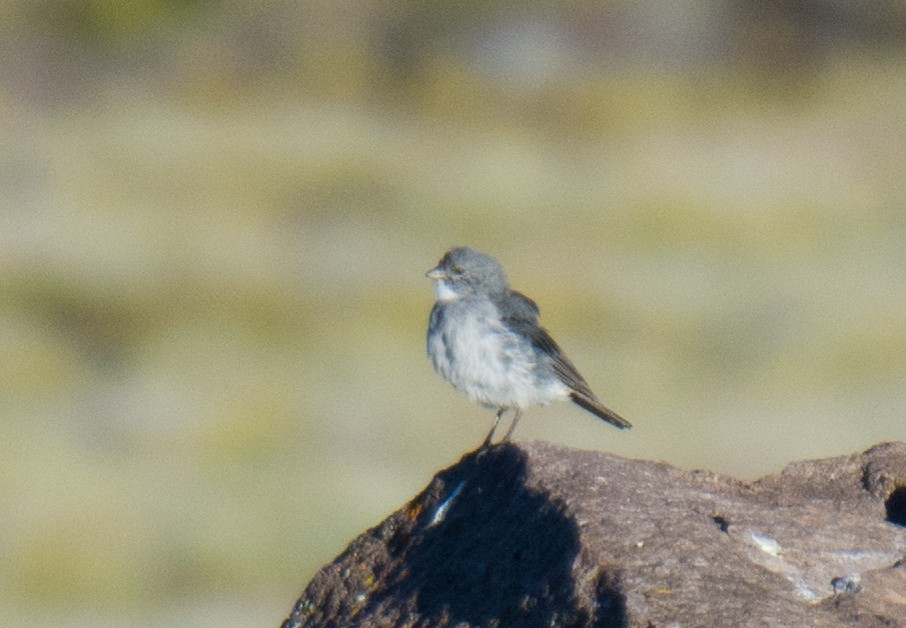 White-throated Sierra Finch - ML623233190