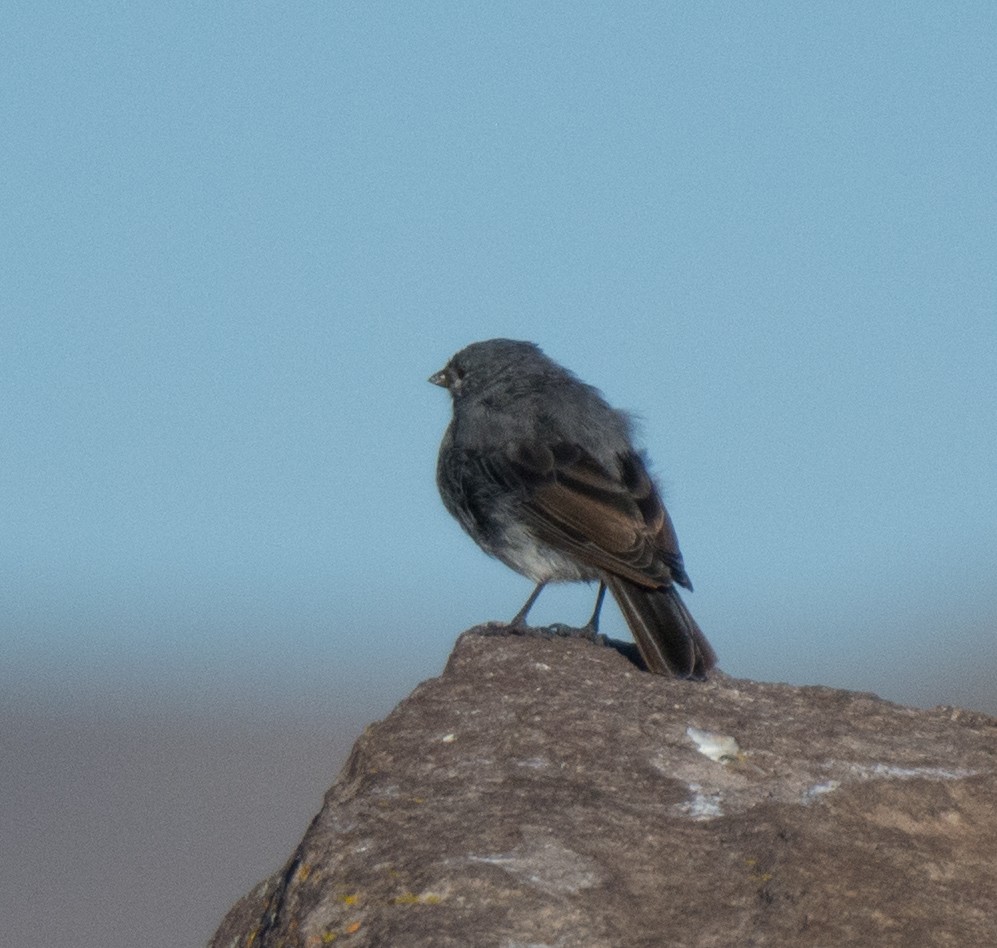 White-throated Sierra Finch - ML623233191