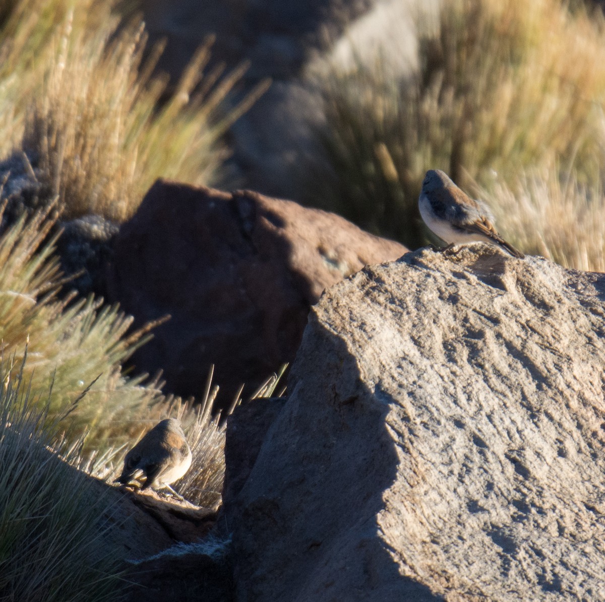 White-throated Sierra Finch - ML623233192