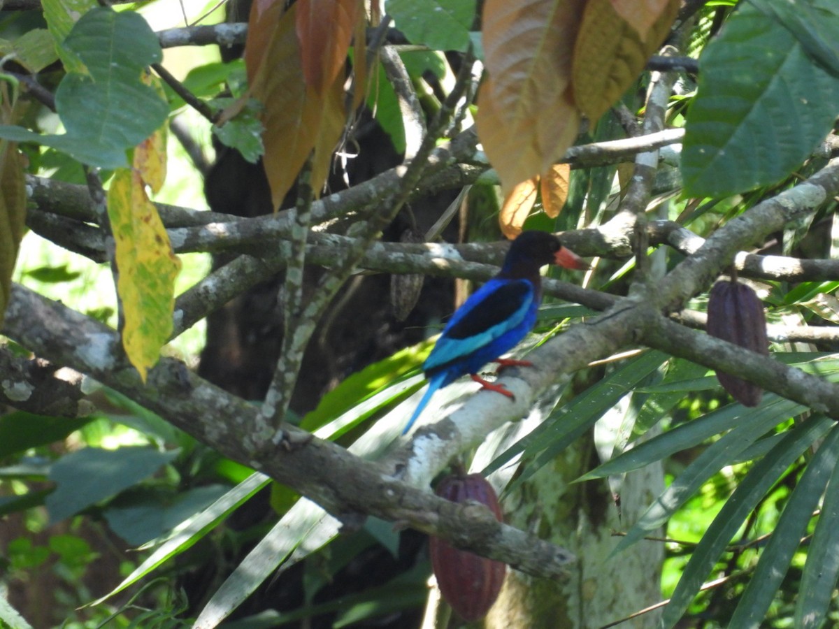 Javan Kingfisher - Julie Mclennan