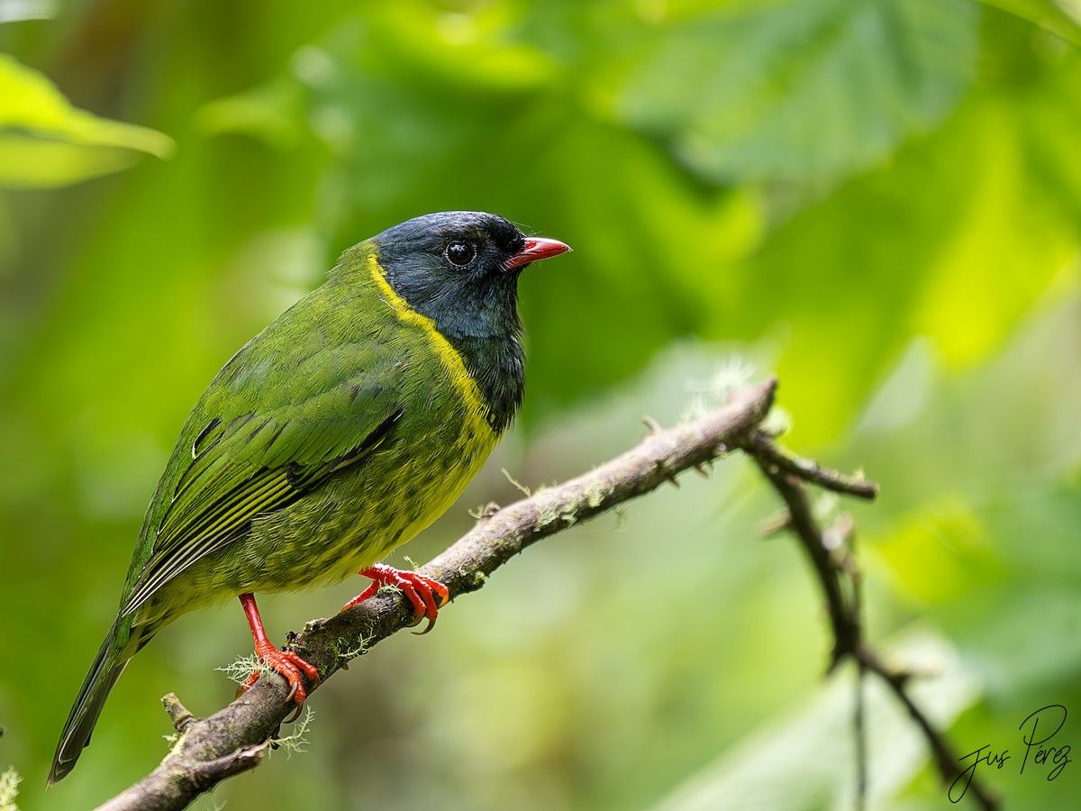 Green-and-black Fruiteater (Green-and-black) - ML623233255