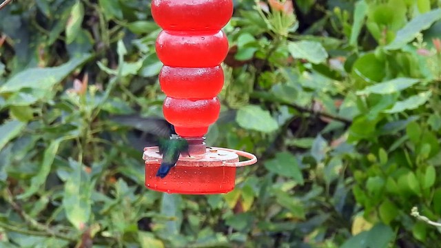 White-necked Jacobin - ML623233296