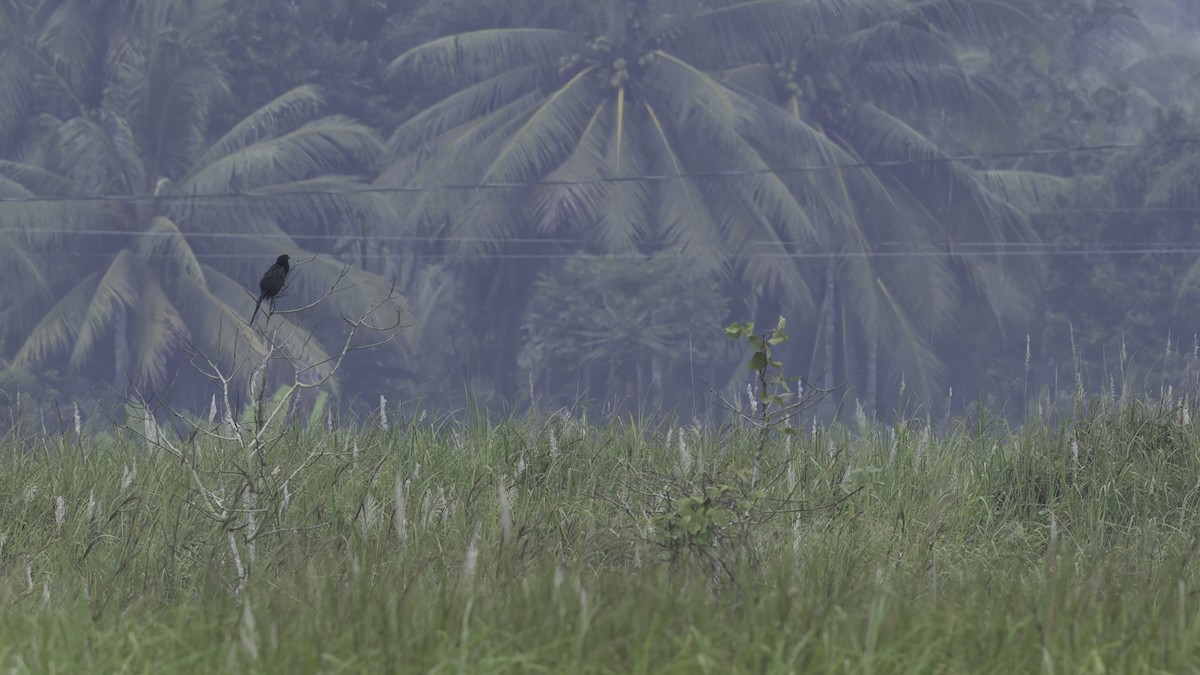 Lesser Black Coucal - ML623233297