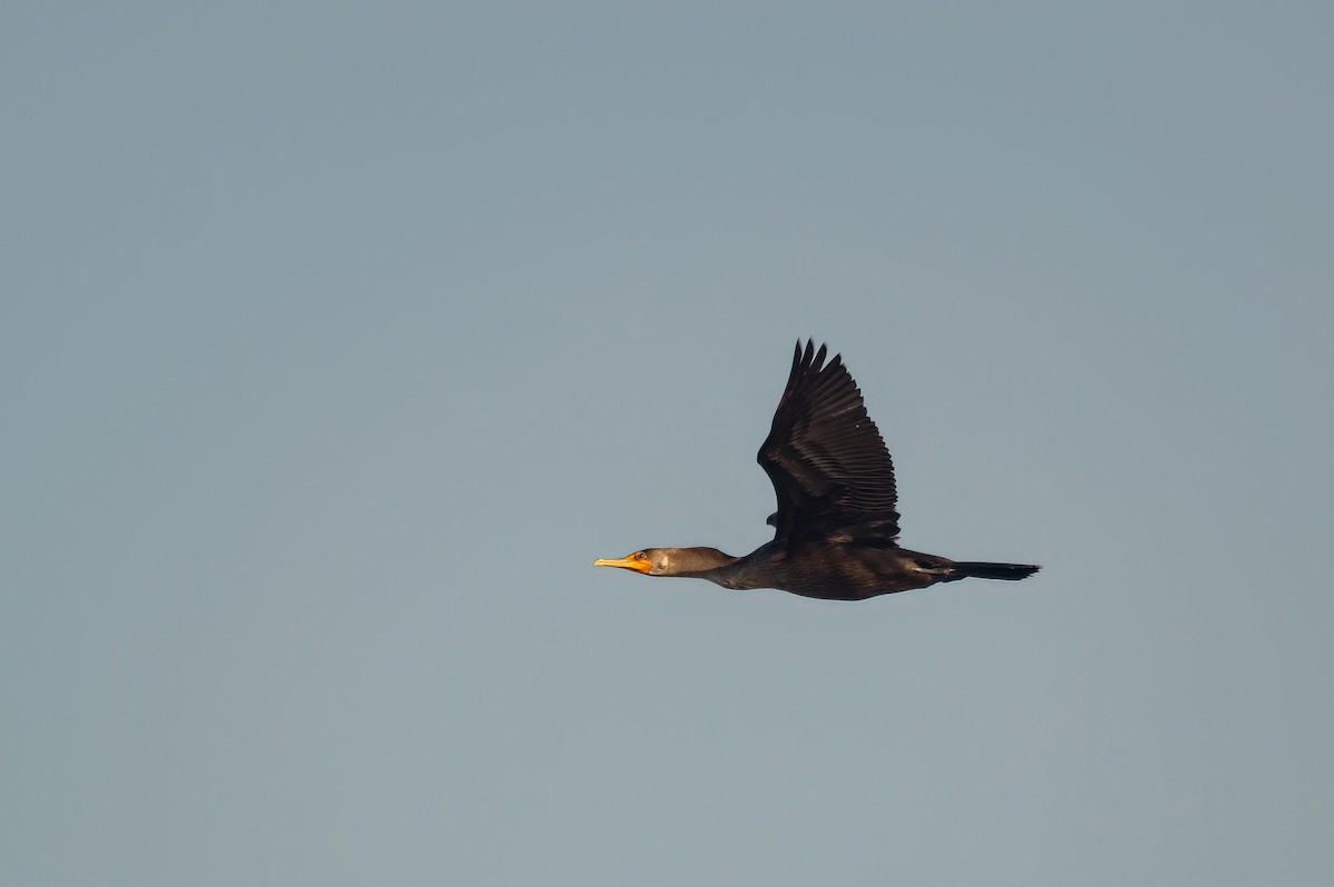 Double-crested Cormorant - Dolan Bohnert