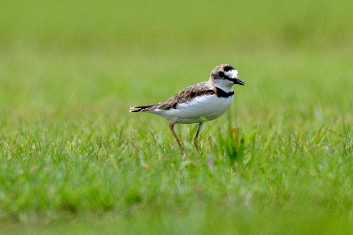 Collared Plover - ML623233374