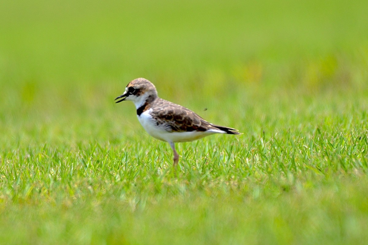 Collared Plover - ML623233375