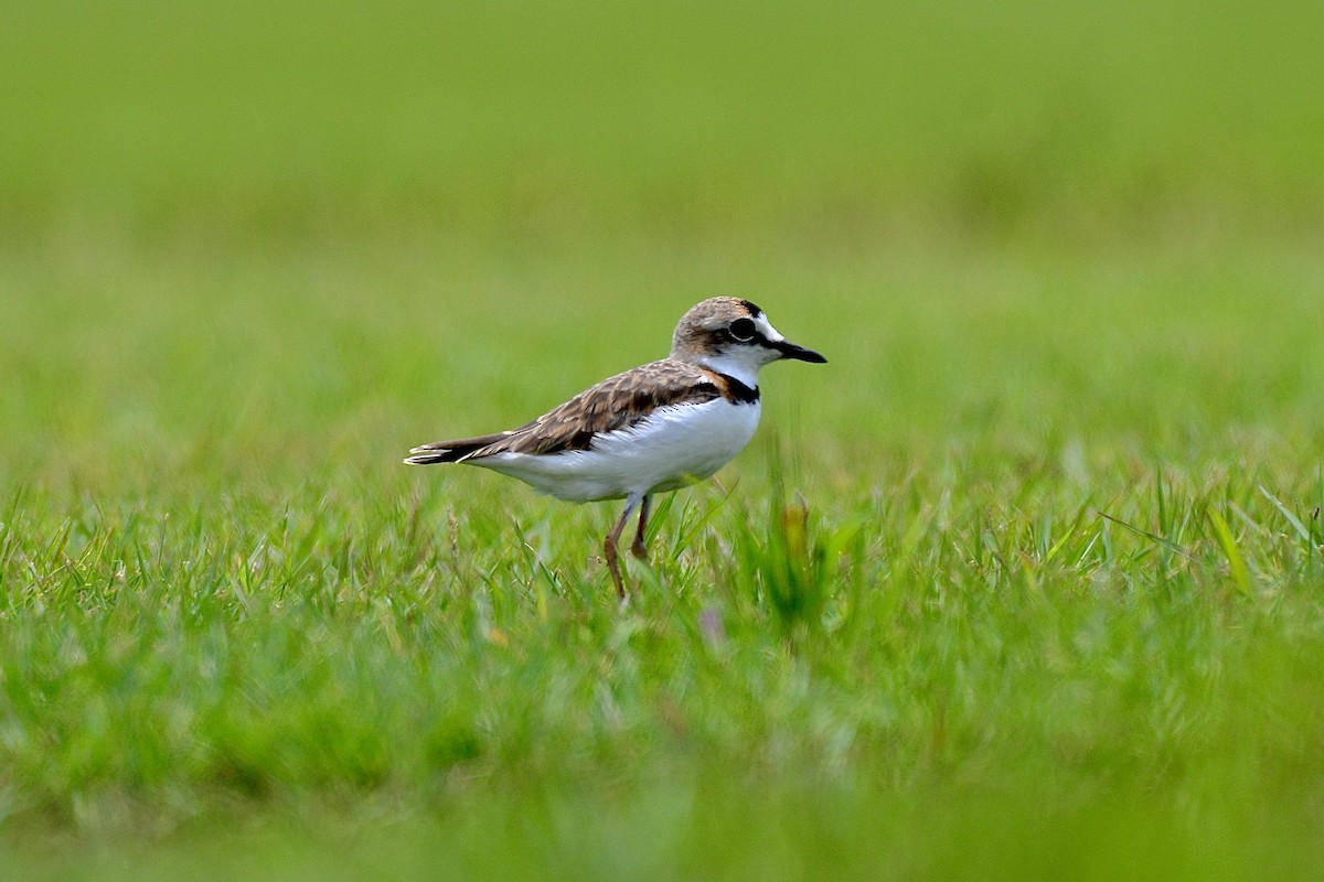 Collared Plover - ML623233376