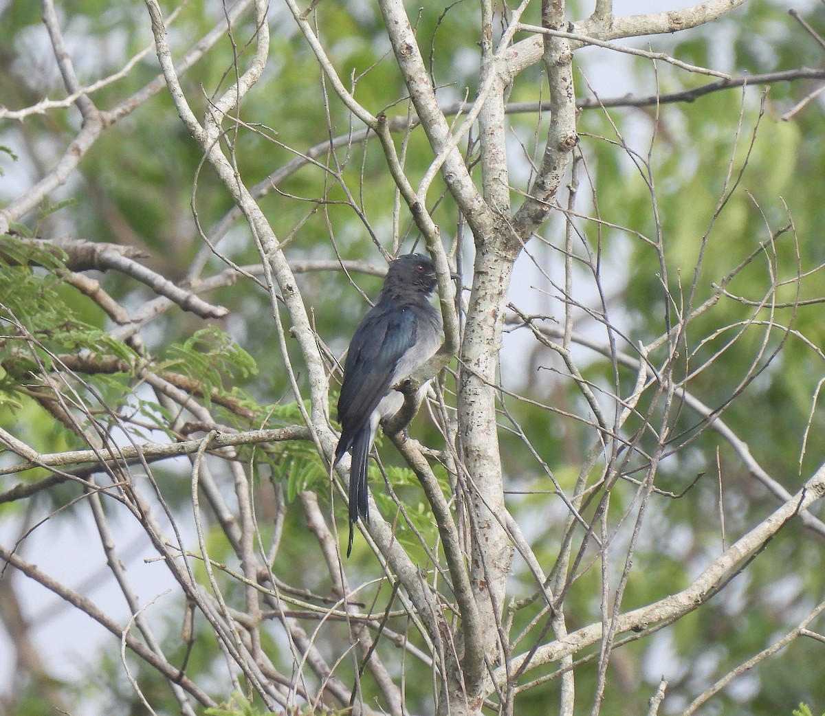 Drongo à ventre blanc - ML623233402