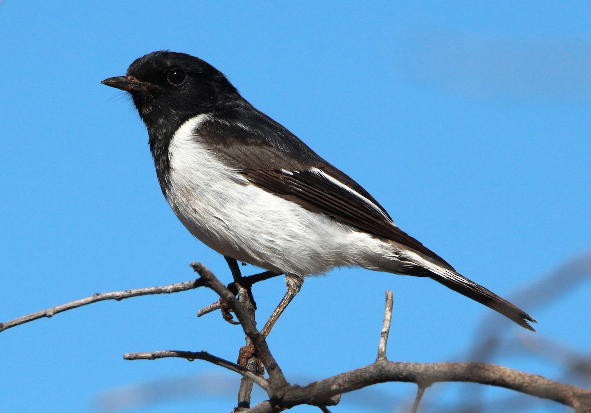 Hooded Robin - Sandra Gallienne