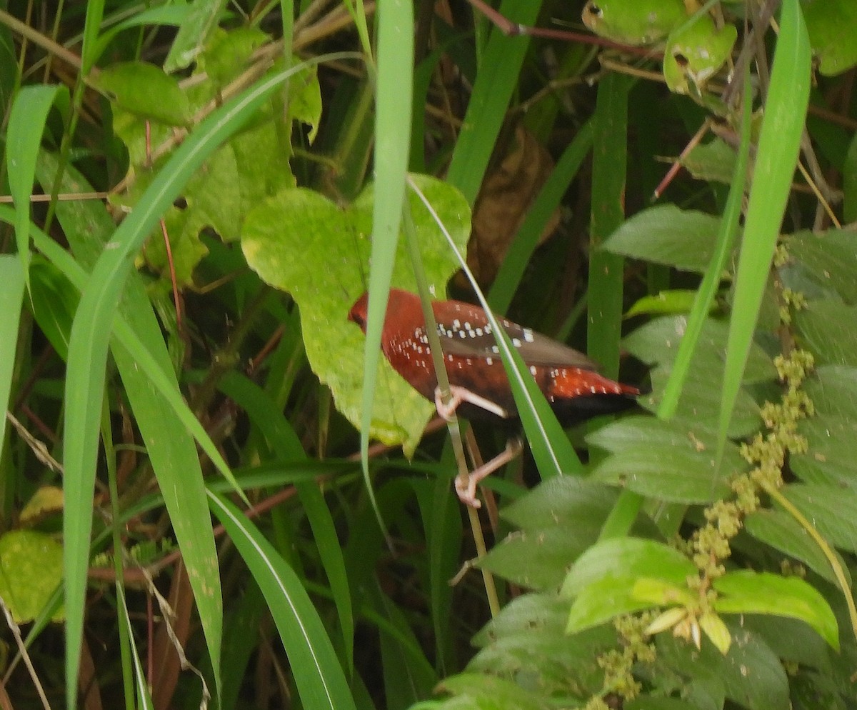 Bengali rouge - ML623233424