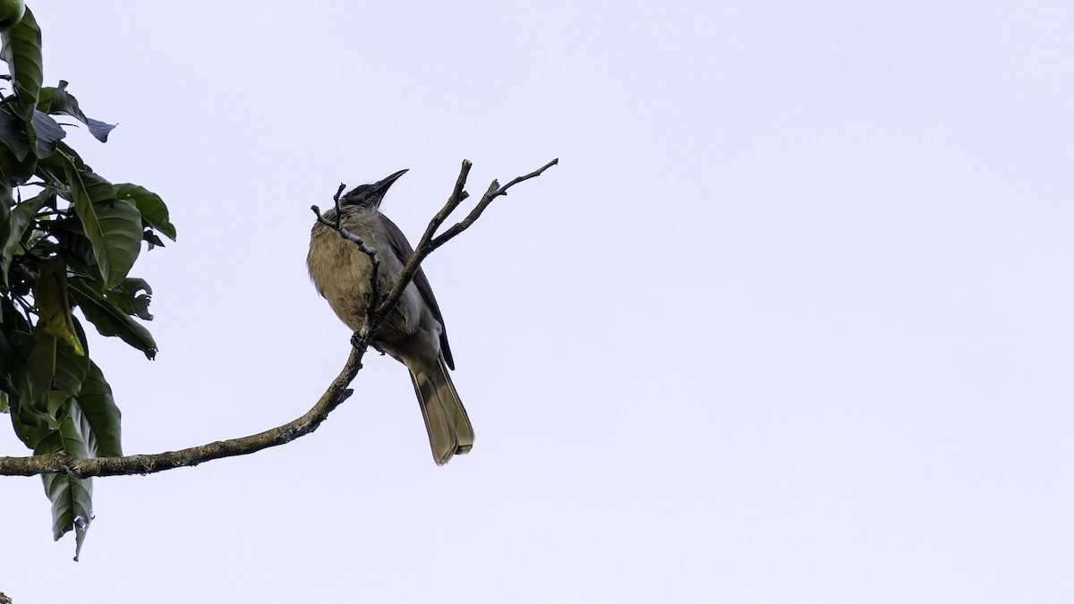 Helmeted Friarbird (New Guinea) - ML623233550