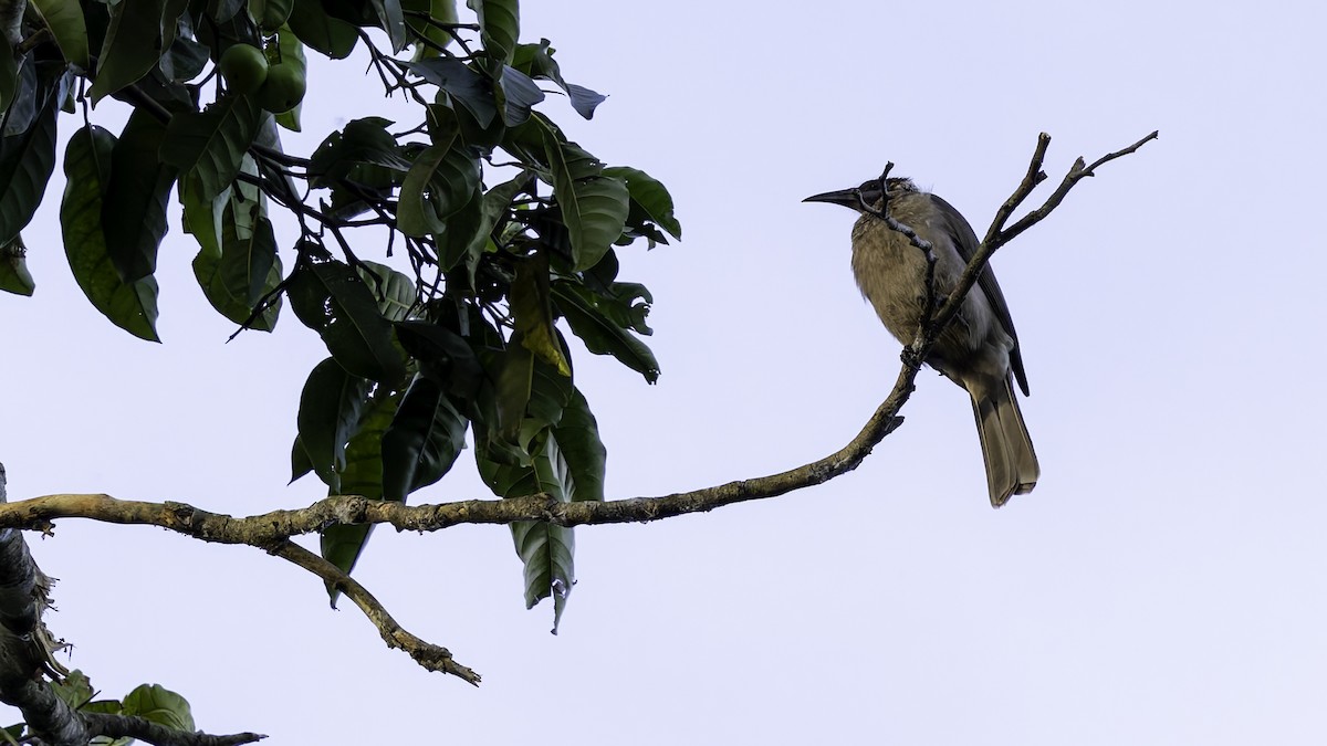 Helmeted Friarbird (New Guinea) - ML623233557