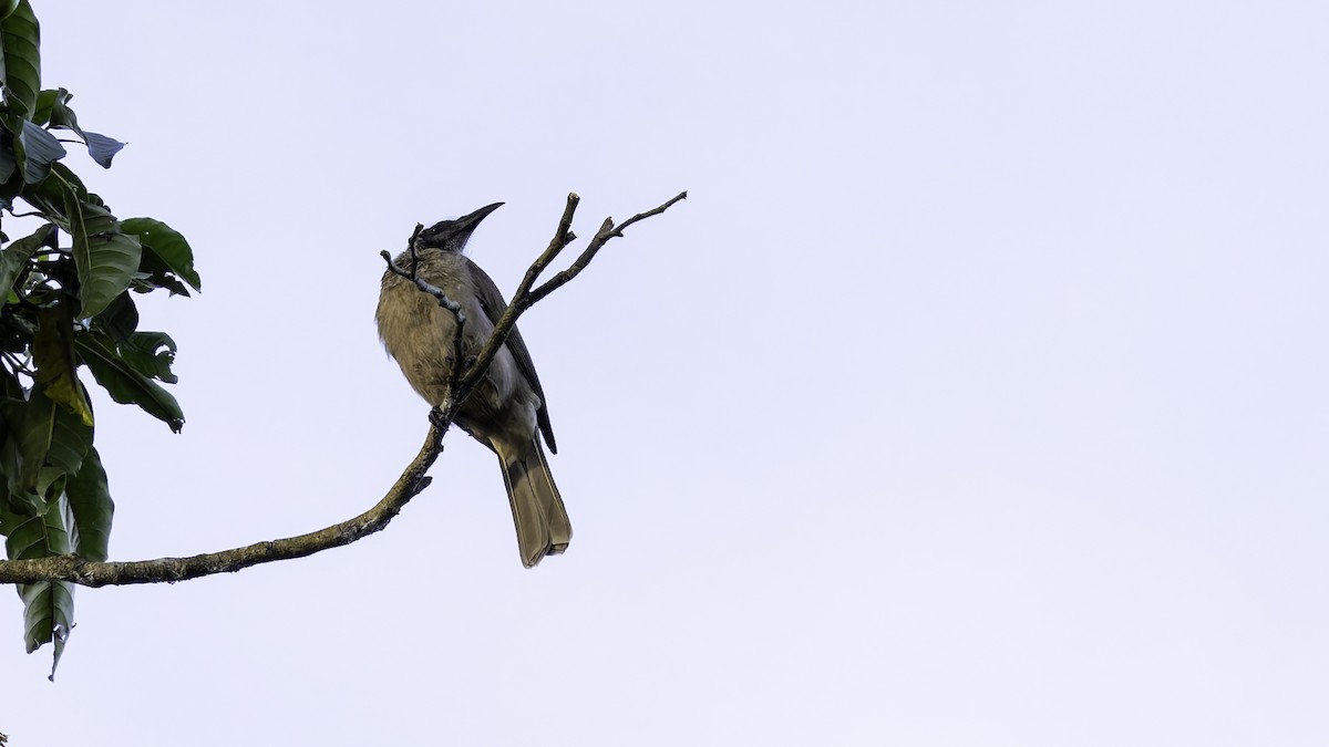 Helmeted Friarbird (New Guinea) - ML623233565