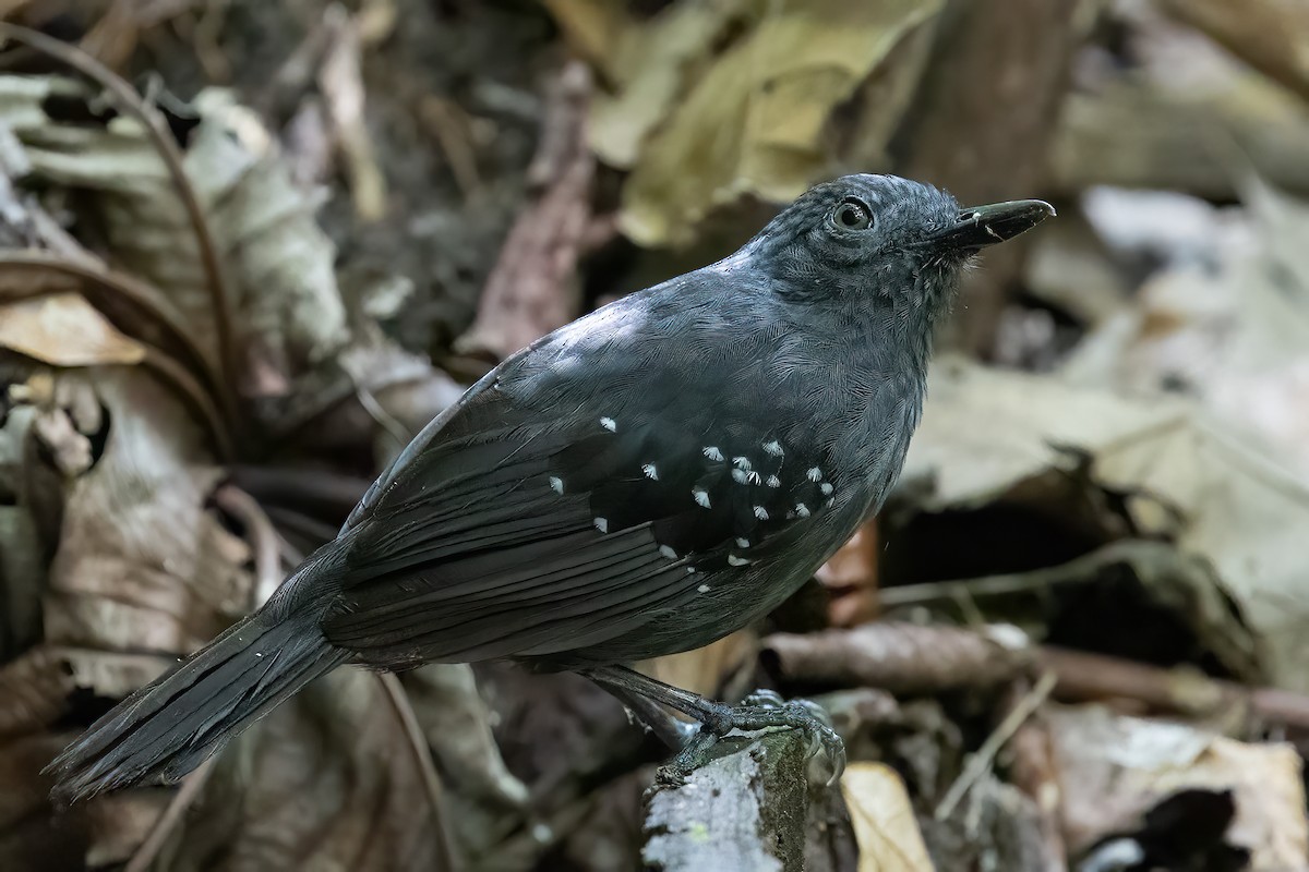 Caura Antbird - ML623233682