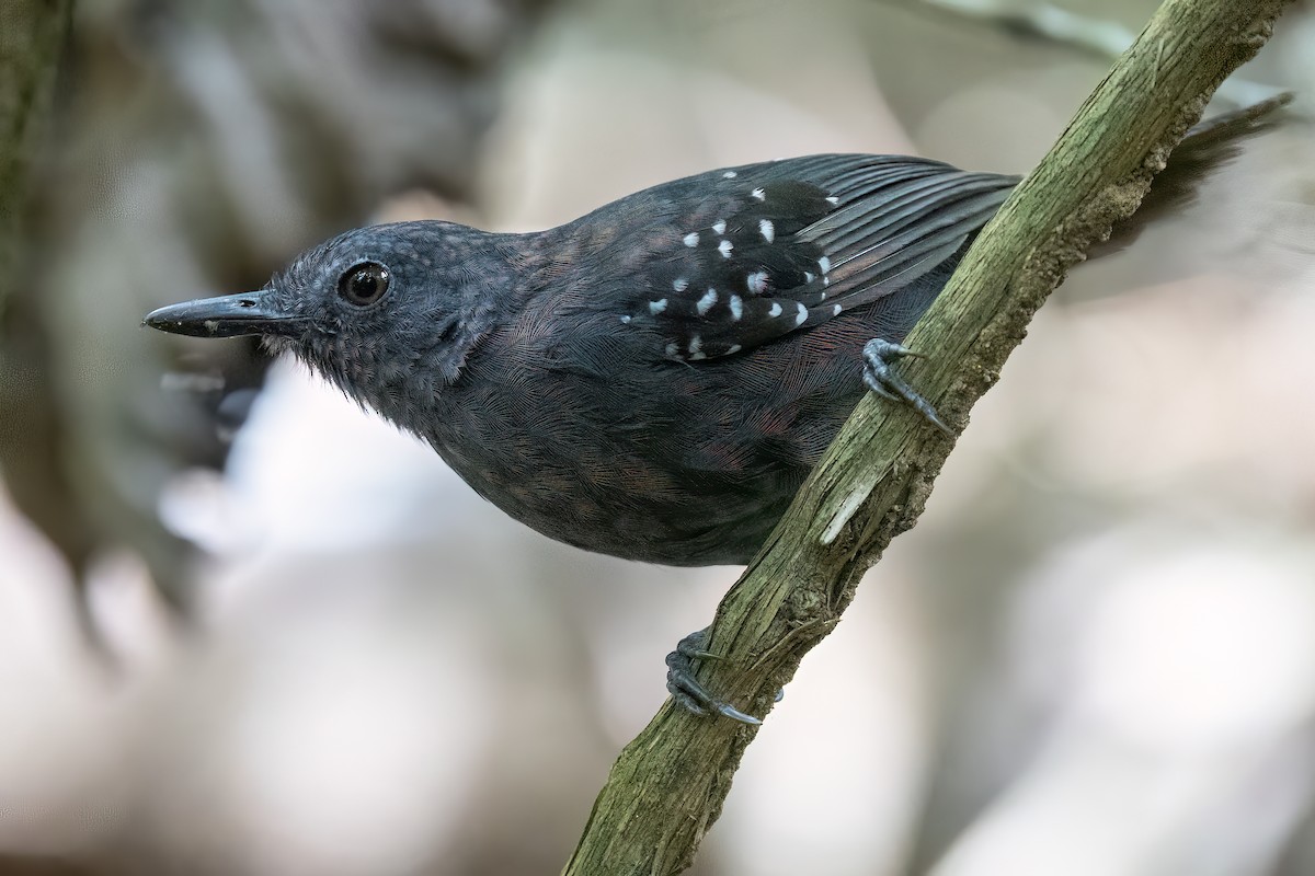 Caura Antbird - ML623233683