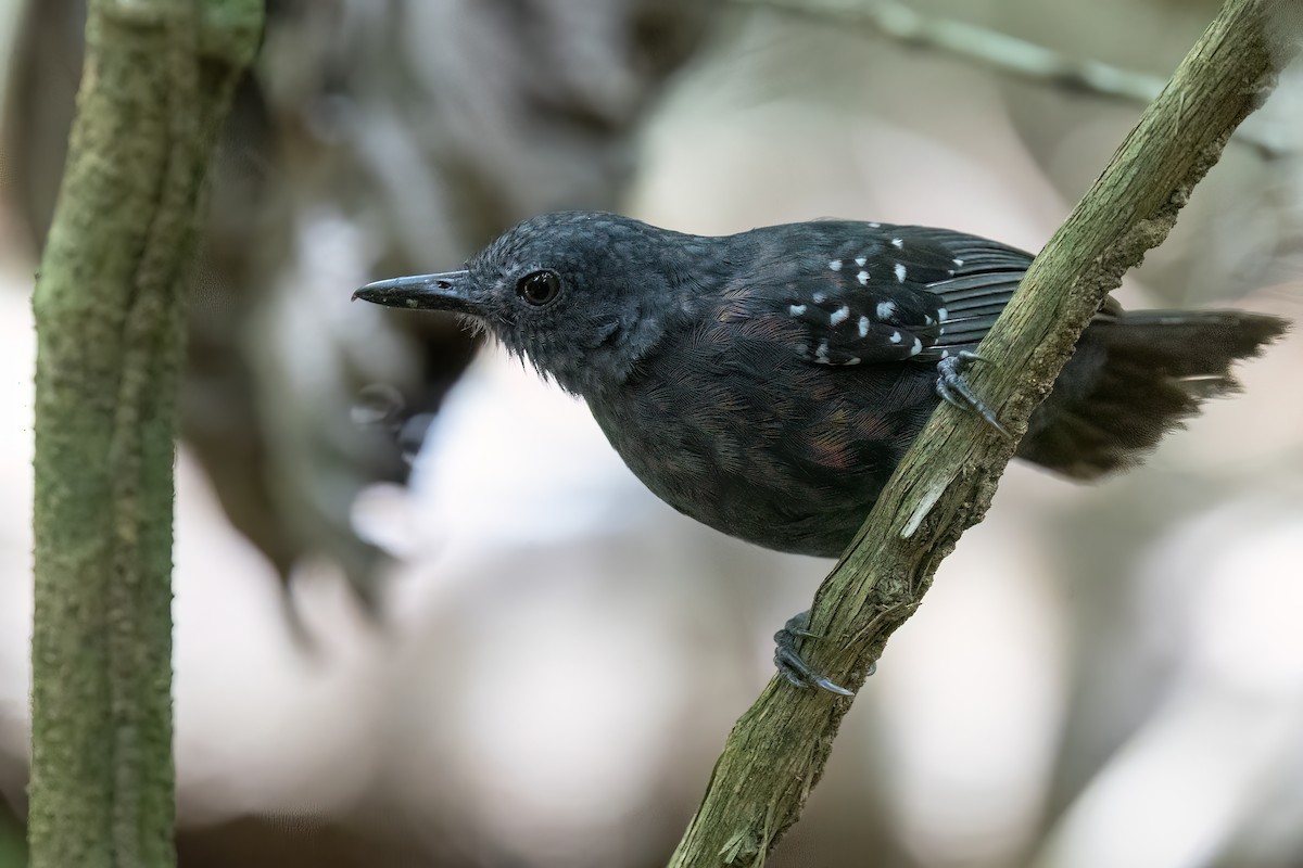Caura Antbird - ML623233684