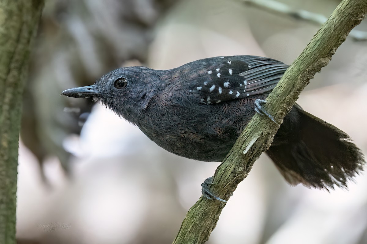 Caura Antbird - ML623233685