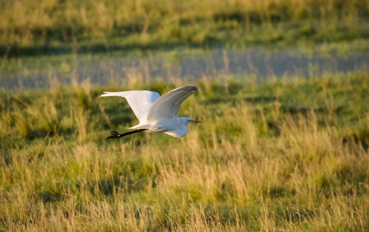 Great Egret - MJ Ryan