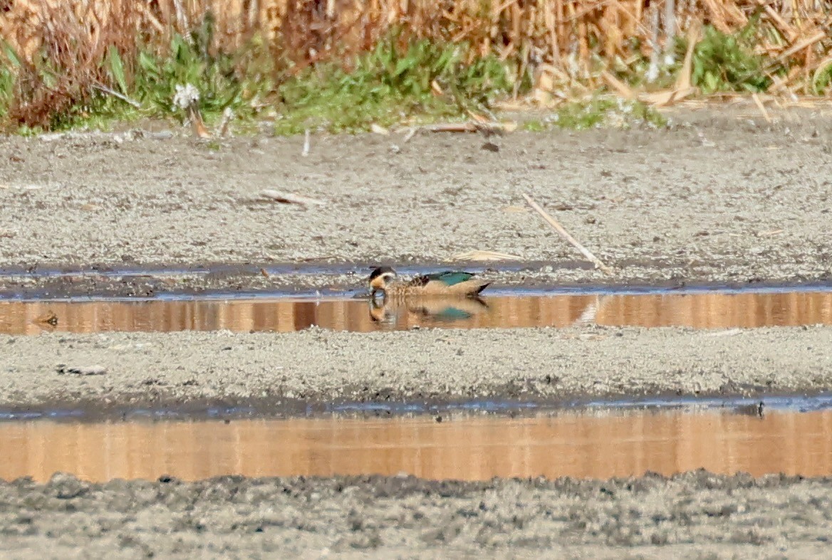 Blue-billed Teal - ML623233835