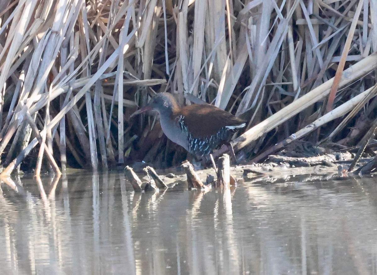 African Rail - ML623233848