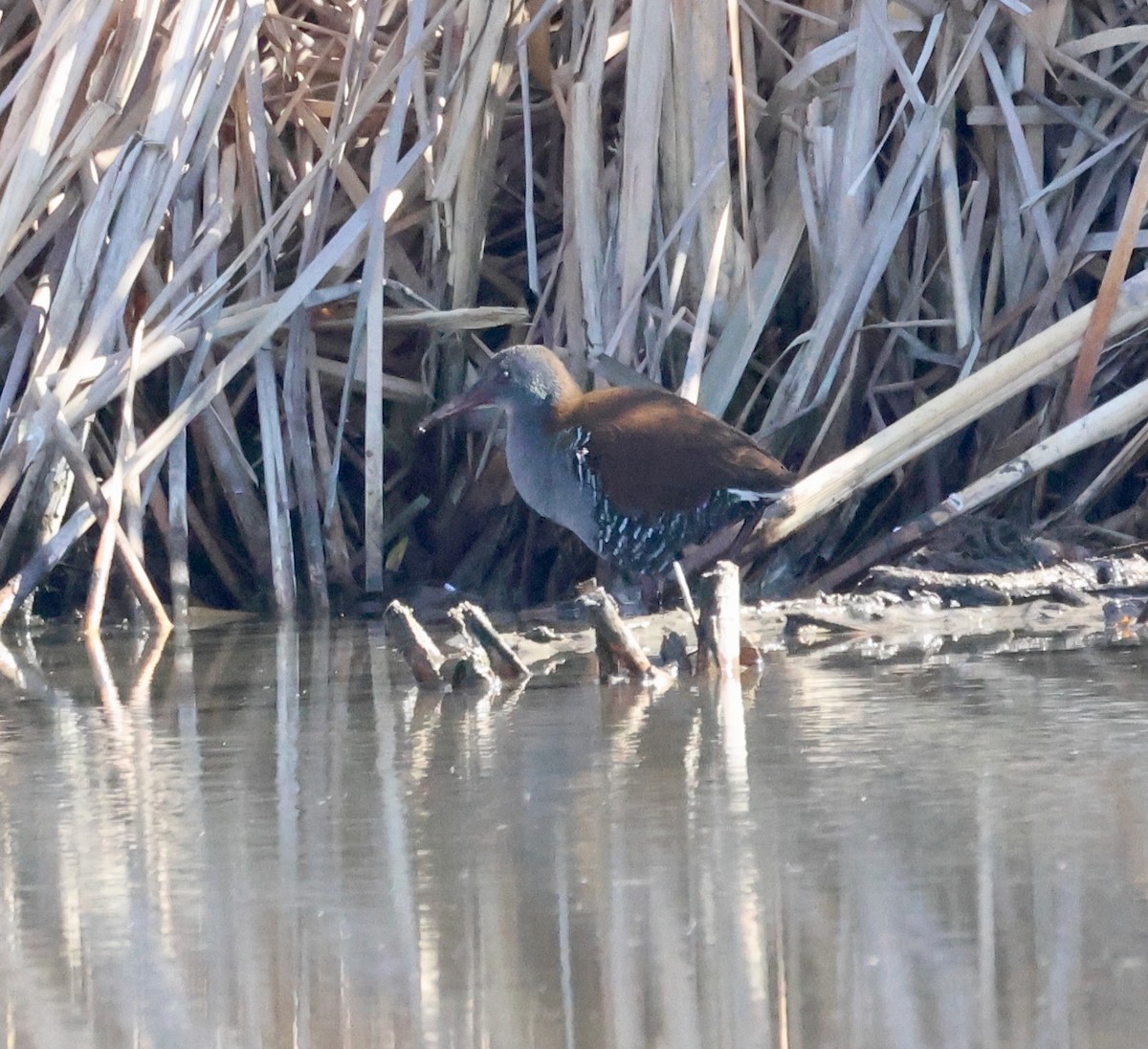 African Rail - ML623233849