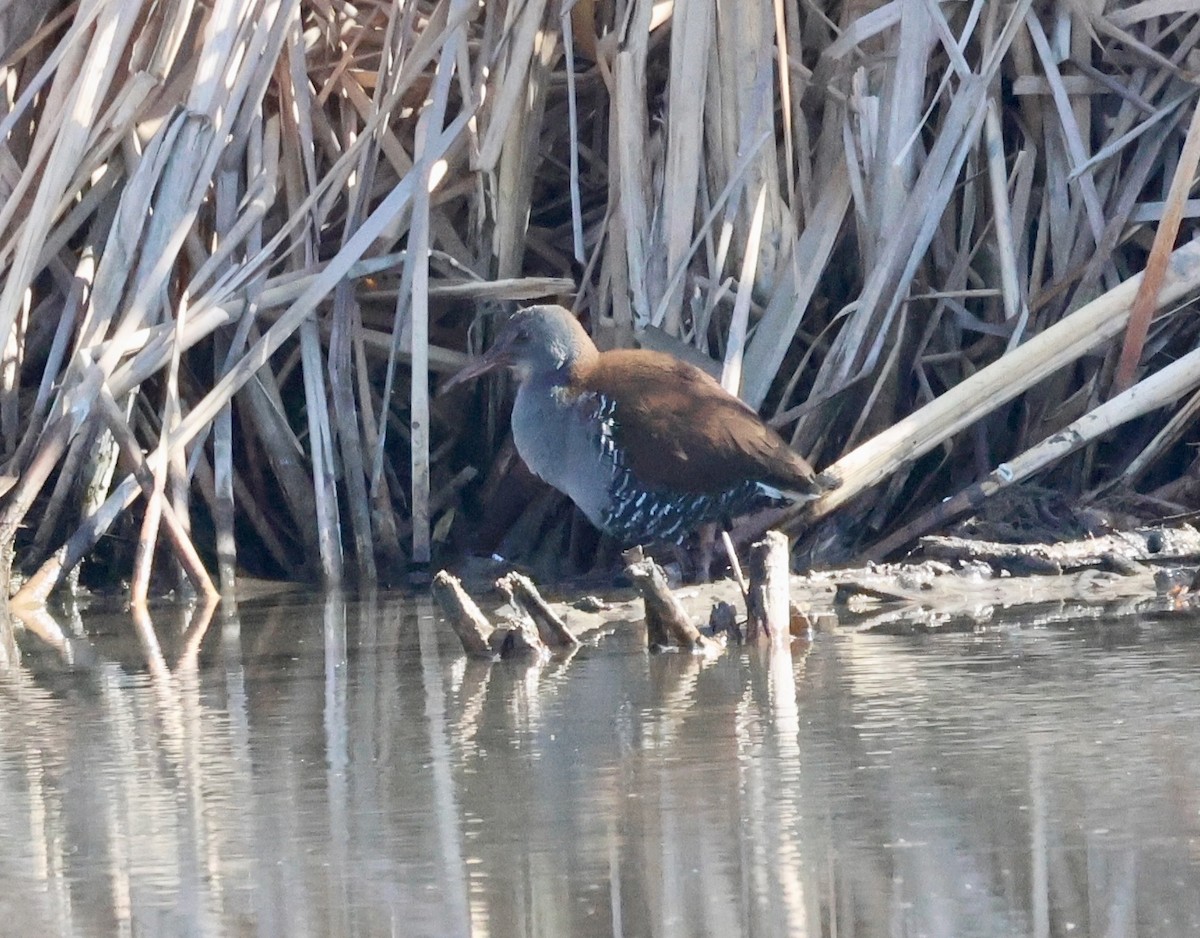 African Rail - ML623233850