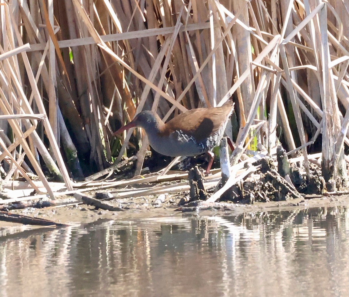 African Rail - ML623233851