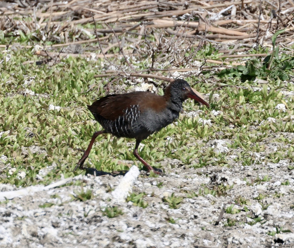 African Rail - ML623233852