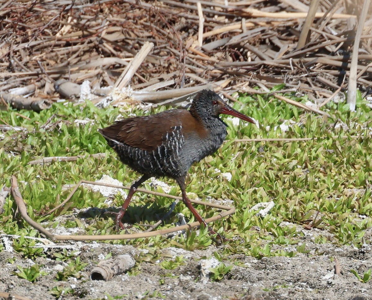 African Rail - ML623233853