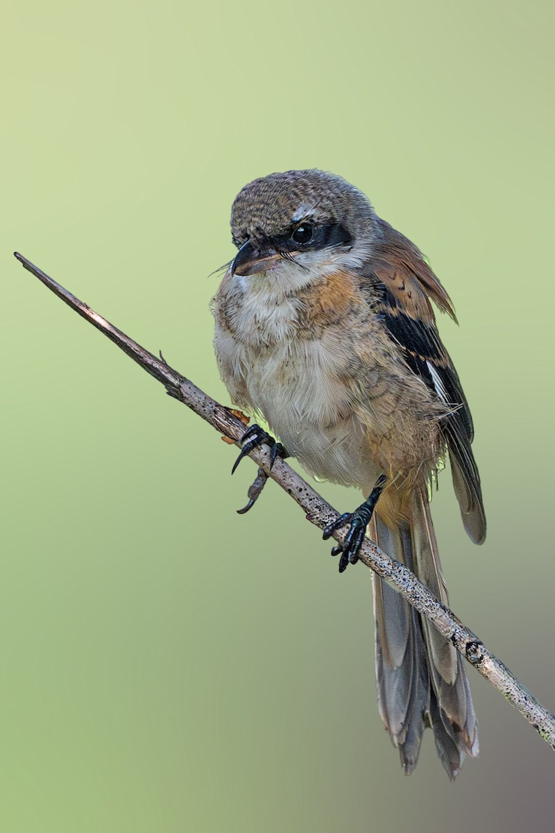 Long-tailed Shrike - ML623233863