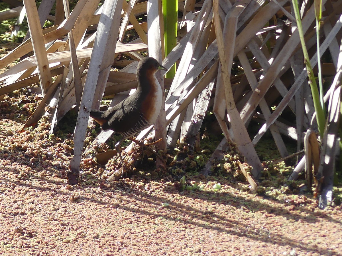 Rufous-sided Crake - ML623233906