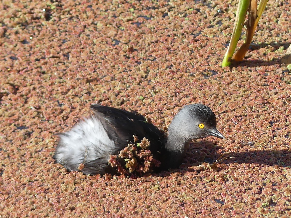 Least Grebe - ML623233913
