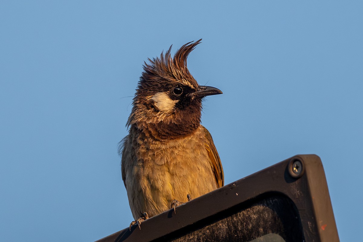 Himalayan Bulbul - ML623233936