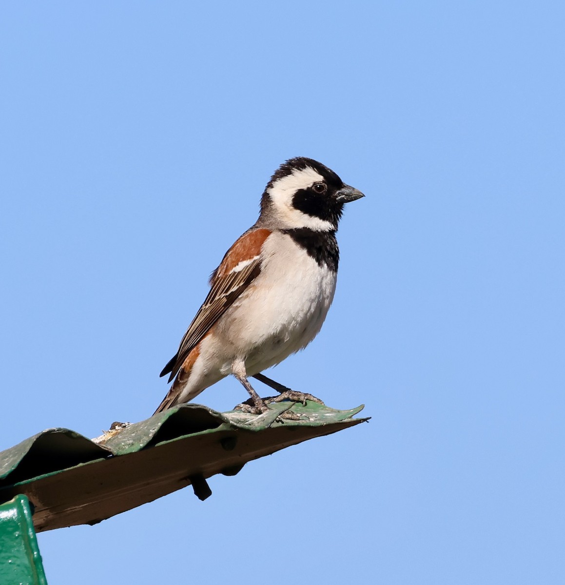 Cape Sparrow - Adam Dudley