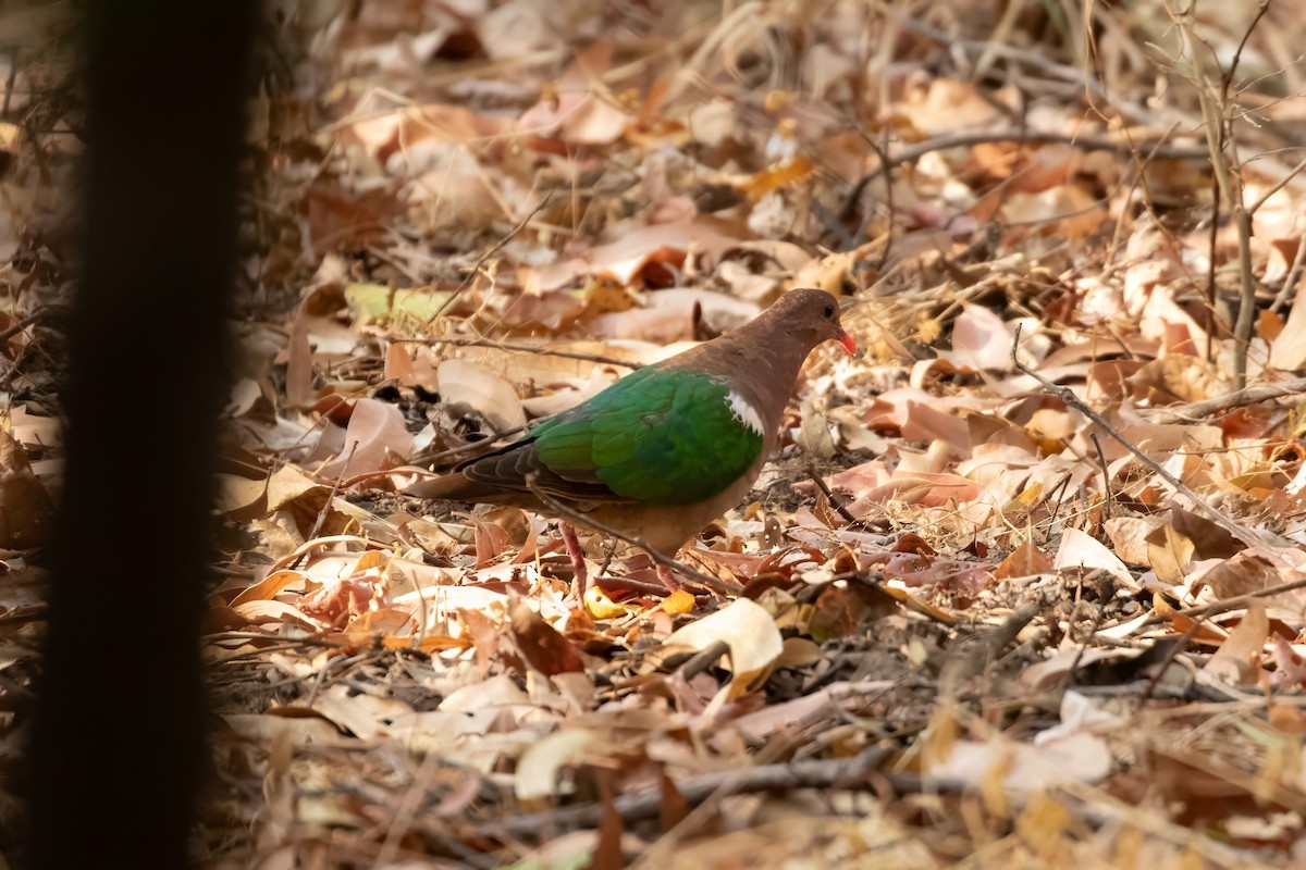 Pacific Emerald Dove - ML623233951