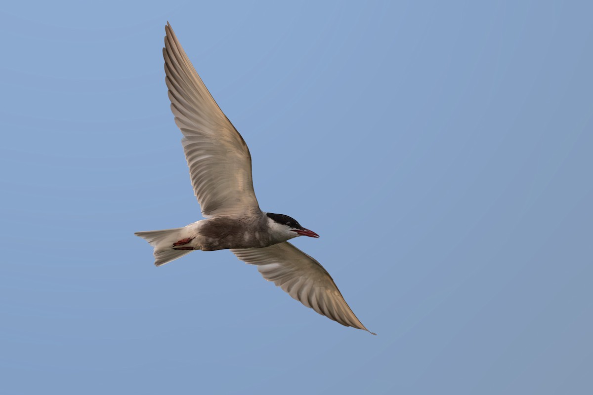 Whiskered Tern - Vivek Saggar