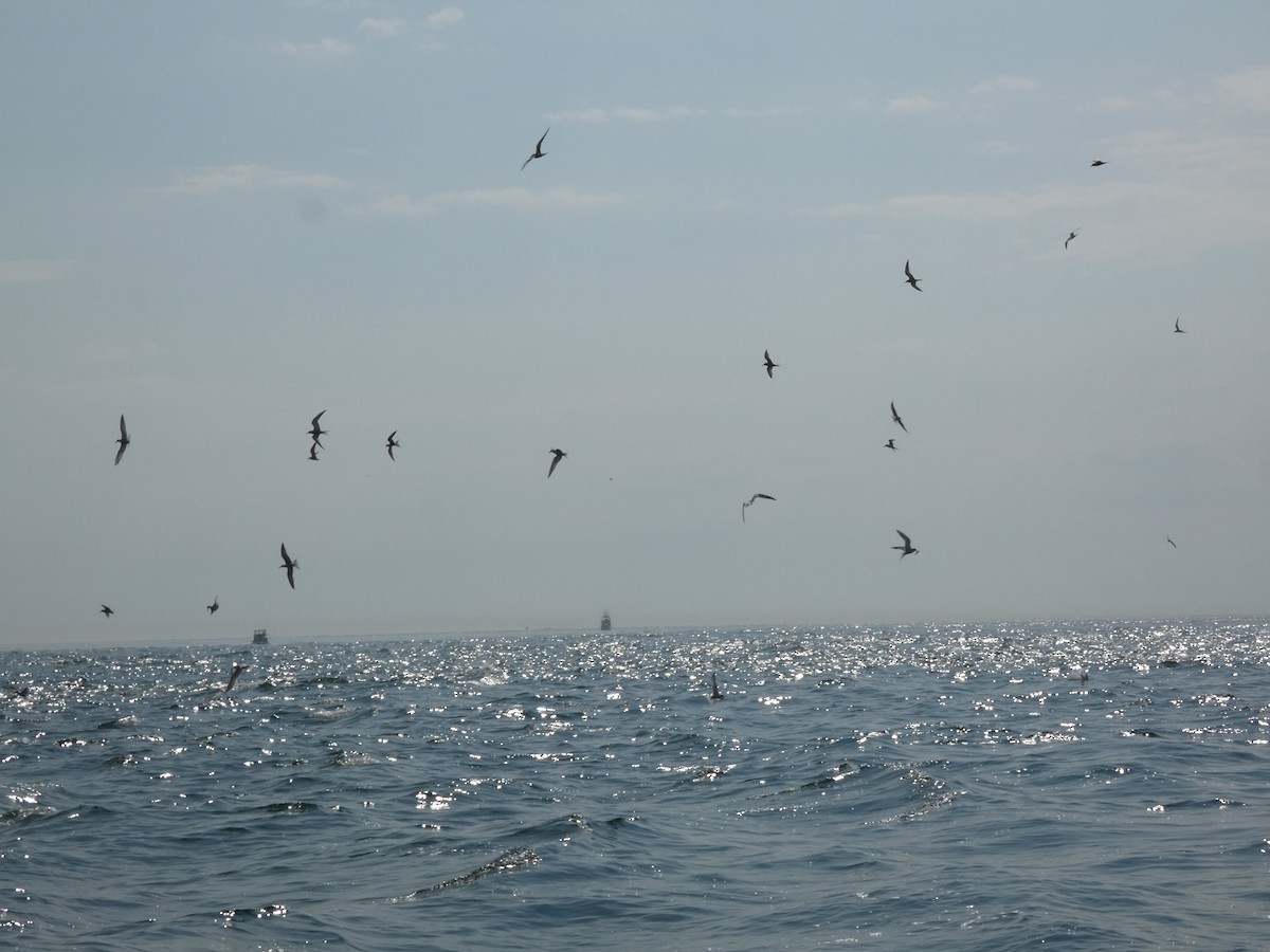 Common Tern (hirundo/tibetana) - ML623233963