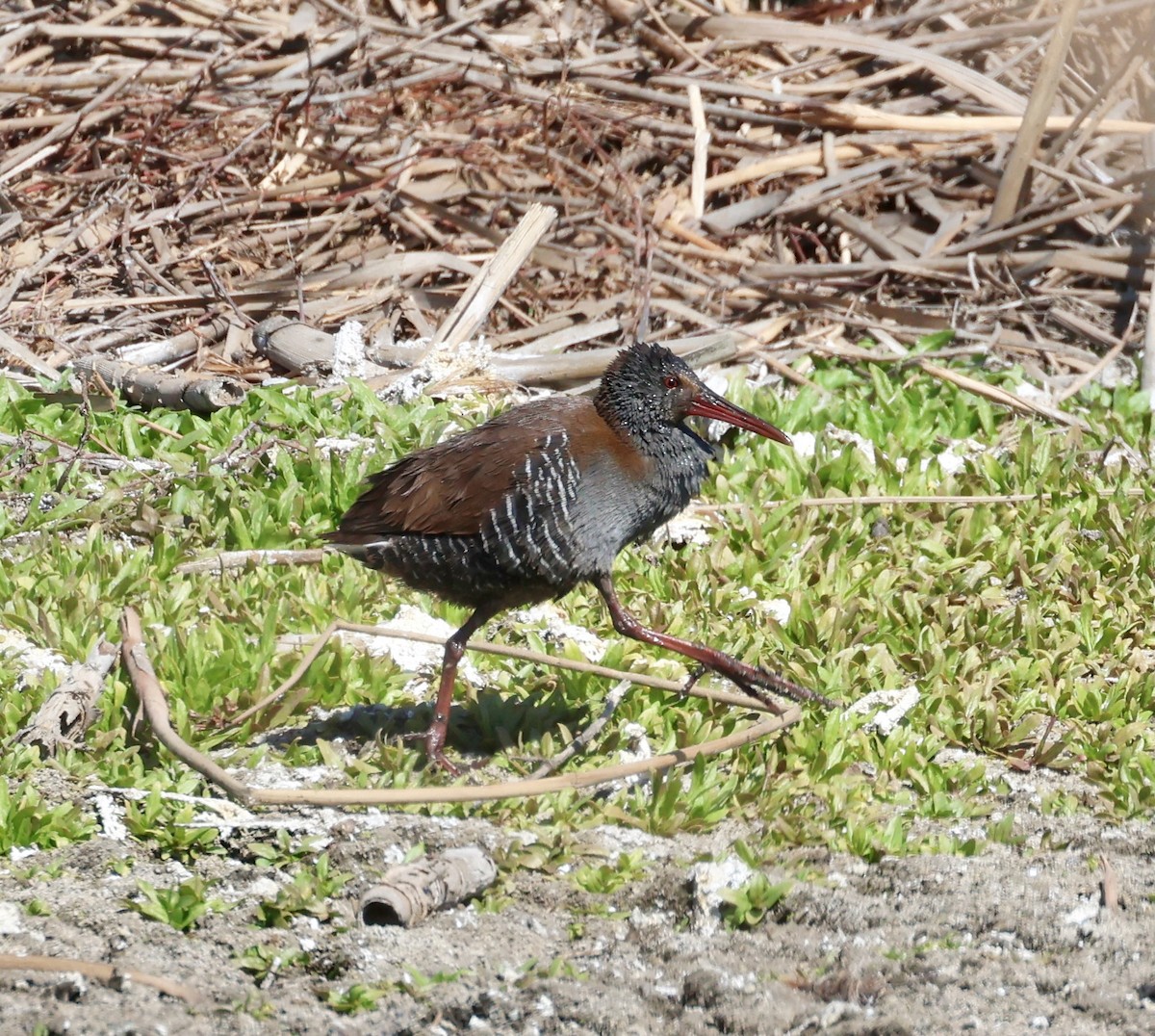 African Rail - ML623233966