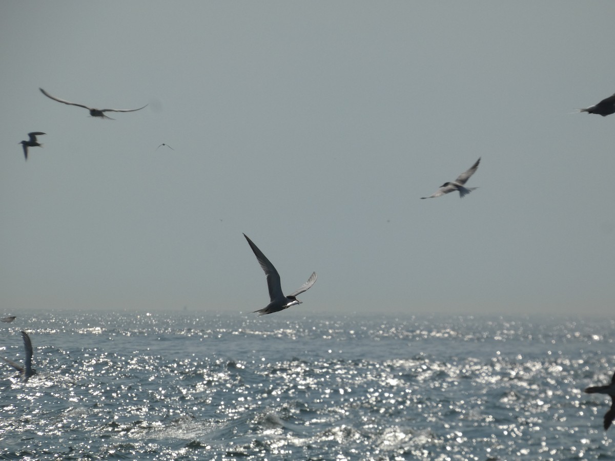 Common Tern (hirundo/tibetana) - ML623233991