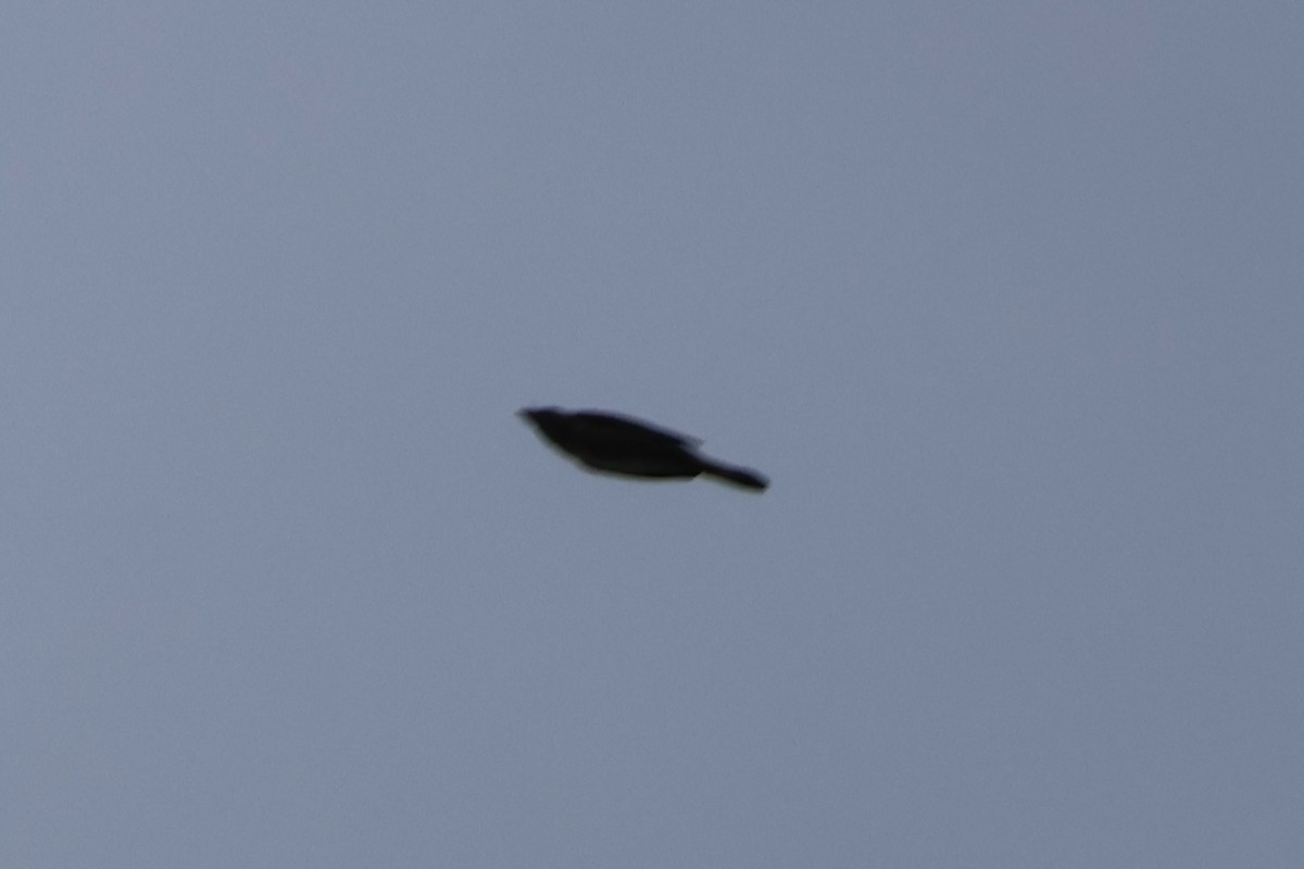 grackle sp. - ML623234079