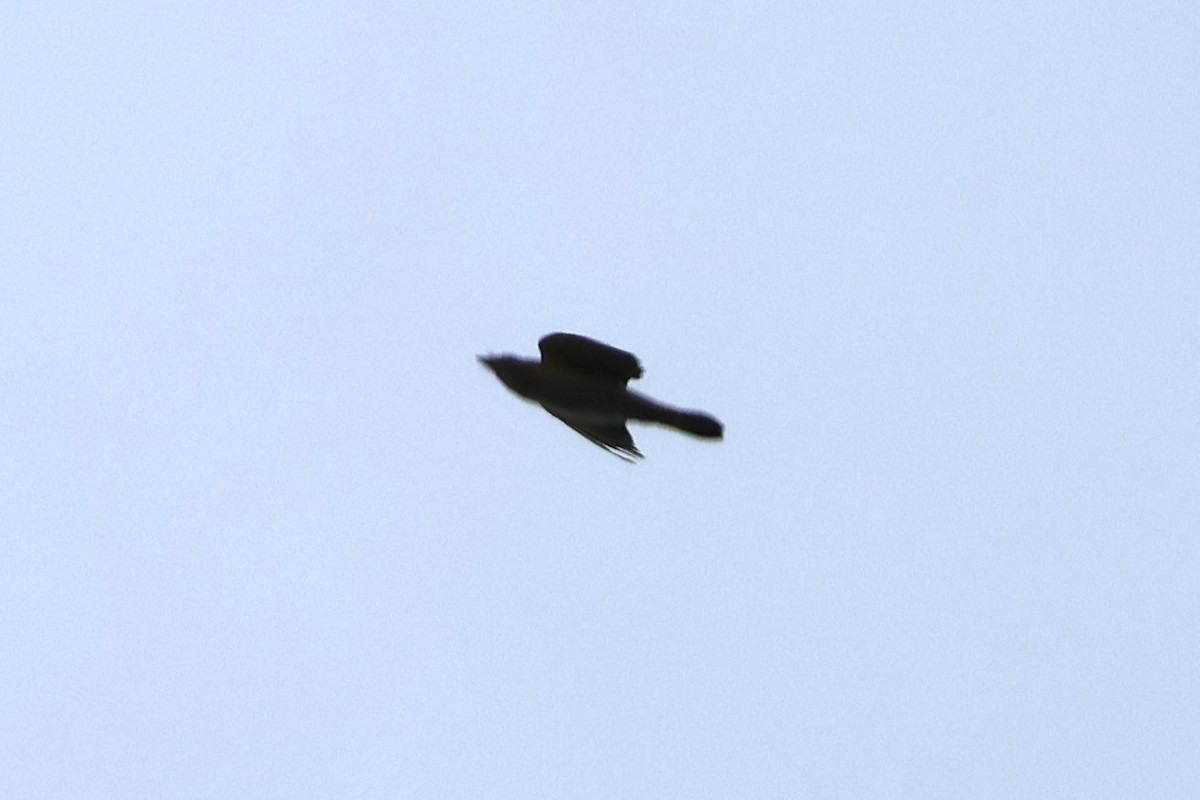 grackle sp. - ML623234080