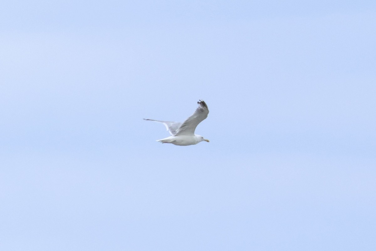 Gaviota Argéntea (americana) - ML623234087