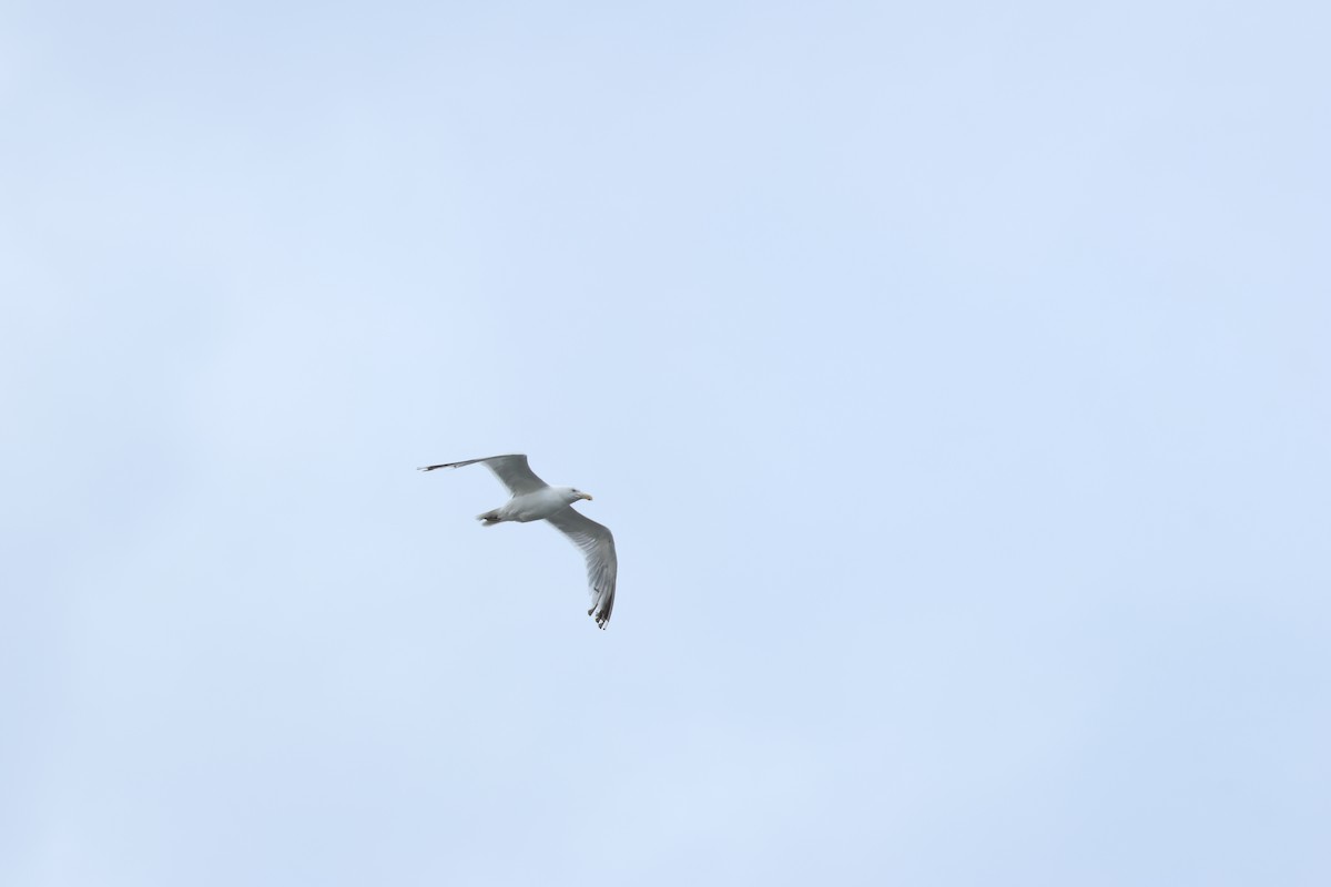 Gaviota Argéntea (americana) - ML623234088