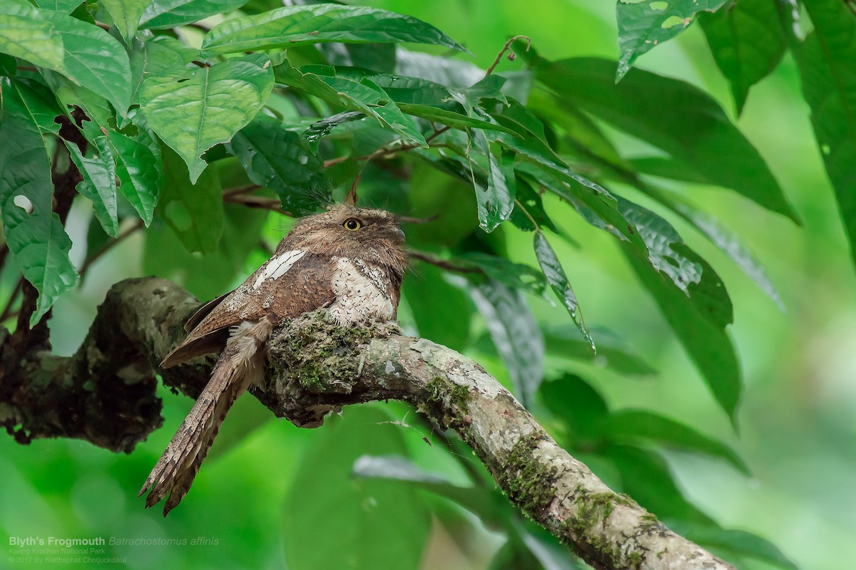 Blyth's Frogmouth (Indochinese) - Natthaphat Chotjuckdikul