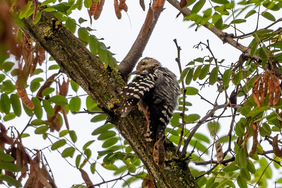 Brown-fronted Woodpecker - Vivek Saggar