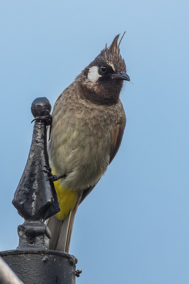 Himalayan Bulbul - ML623234184