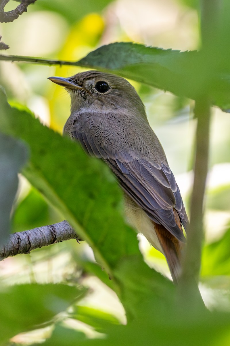 Rusty-tailed Flycatcher - Vivek Saggar