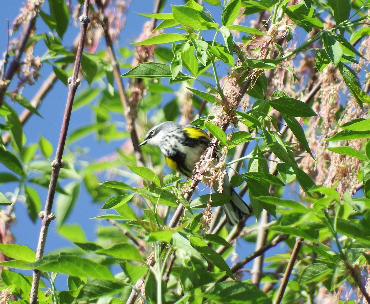 Пісняр-лісовик жовтогузий (підвид coronata) - ML623234261